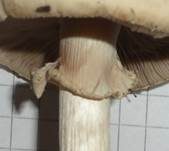 Voreilender Ackerling, Foto 8