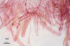 Voreilender Ackerling, Foto 83