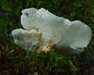 Wabenporling, Foto 12