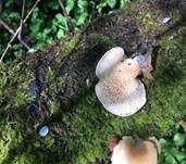 Wabenporling, Foto 21
