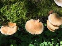 Wabenporling, Foto 22