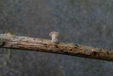 Wabenporling, Foto 33