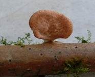 Wabenporling, Foto 35