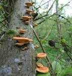 Wabenporling, Foto 37
