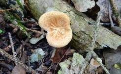 Wabenporling, Foto 8