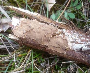 Wacholder-Schichtpilz, Foto 5