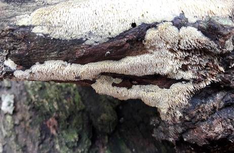 Wachsgelber Fadenstachelpilz, Foto 4