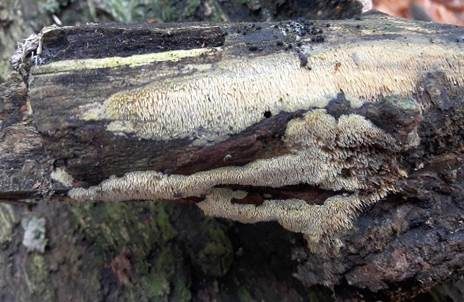 Wachsgelber Fadenstachelpilz, Foto 5