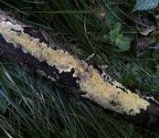 Wachsgelber Fadenstachelpilz, Foto 6