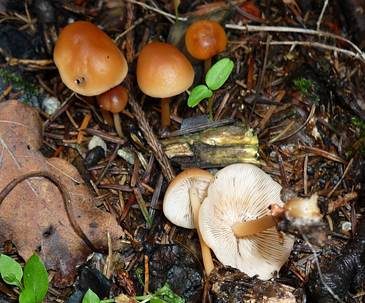 Waldfreundrübling, Foto 2