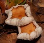 Waldfreundrübling, Foto 14