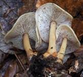 Waldfreundrübling, Foto 15