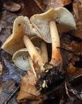 Waldfreundrübling, Foto 16
