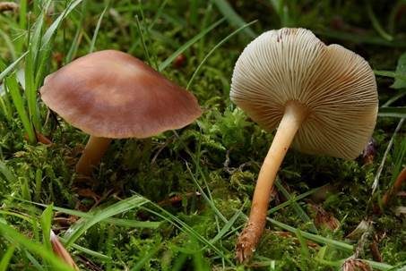 Waldfreundrübling, Foto 5