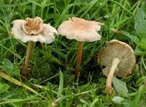 Waldfreundrübling, Foto 6
