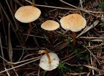 Waldfreundrübling, Foto 7