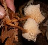 Waldfreundrübling, Foto 9