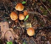 Waldfreundrübling, Foto 11