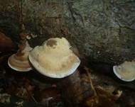 Waldmeistertramete, Foto 7