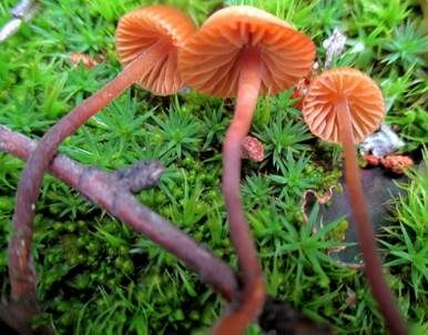 Wald-Mooshäubling, Foto 2