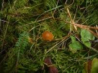 Wald-Mooshäubling, Foto 12