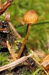 Wald-Mooshäubling, Foto 13