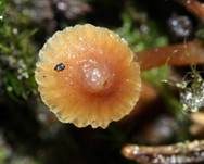 Wald-Mooshäubling, Foto 16