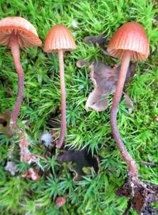 Wald-Mooshäubling, Foto 4