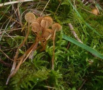 Wald-Mooshäubling, Foto 5