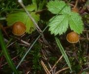 Wald-Mooshäubling, Foto 8