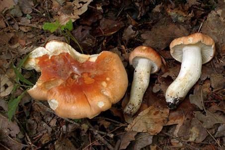 Waldschneckling, Foto 3