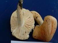 Waldschneckling, Foto 17