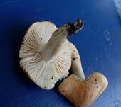 Waldschneckling, Foto 18