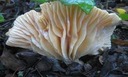 Waldschneckling, Foto 24