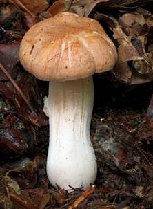 Waldschneckling, Foto 5
