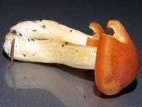 Waldschneckling, Foto 8