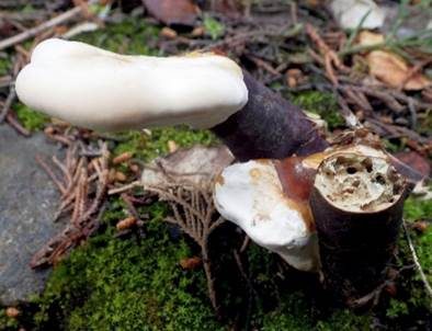 Walliser Lackporling, Foto 2
