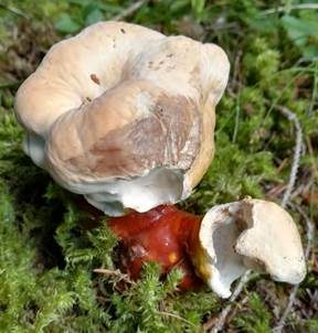 Walliser Lackporling, Foto 3