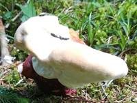 Walliser Lackporling, Foto 7