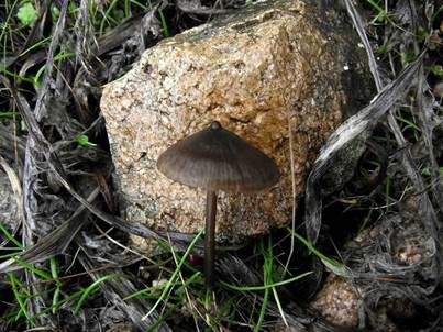Warzenglöckling, Foto 5