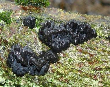 Warziger Drüsling, Foto 2