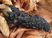 Warziger Drüsling, Foto 30