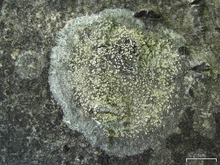 Warzige Krustenflechte, Foto 2
