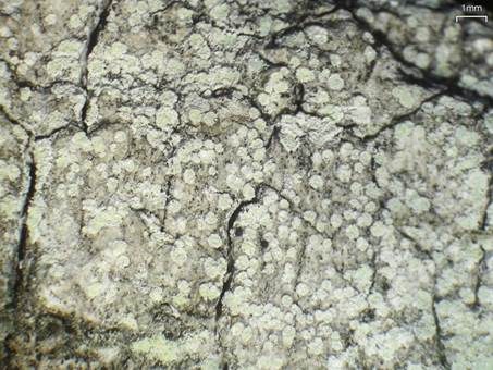 Warzige Krustenflechte, Foto 3