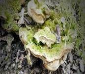 Braune Borstentramete, Foto 14