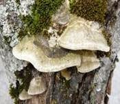 Braune Borstentramete, Foto 15
