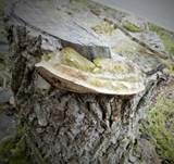 Braune Borstentramete, Foto 23