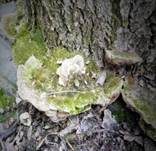 Braune Borstentramete, Foto 25