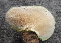 Braune Borstentramete, Foto 43