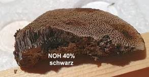 Braune Borstentramete, Foto 47